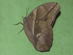 Eryphanis lycomedon
