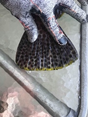 Epinephelus maculatus