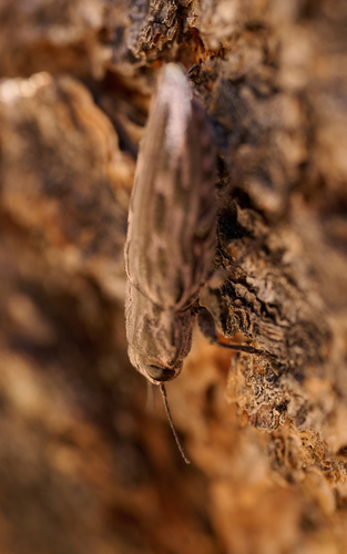 iNaturalist observation photo of Western Sculptured Pine Borer