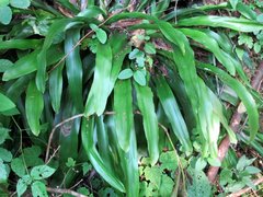 Carex fraseriana