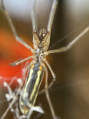 Tetragnatha nitens