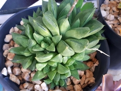 Haworthia cooperi