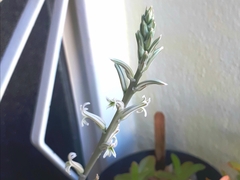 Haworthia cooperi