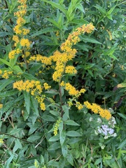Solidago glomerata