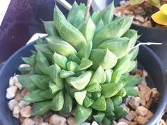 Haworthia cooperi
