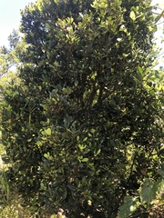 Elaeodendron laneanum