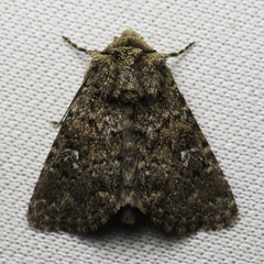 Properigea albimacula