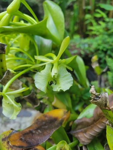 Epidendrum barbeyanum Kraenzl. 3