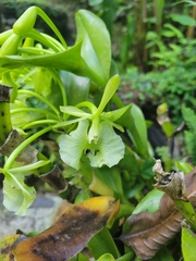 Epidendrum barbeyanum