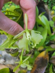 Epidendrum barbeyanum