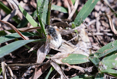 Systoechus candidulus