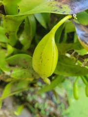 Epidendrum barbeyanum