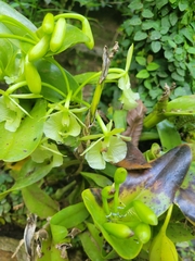 Epidendrum barbeyanum
