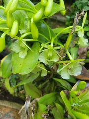 Epidendrum barbeyanum
