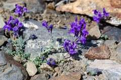 Linaria alpina alpina