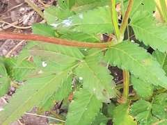 Bidens pilosa pilosa