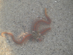 Ophiothrix spiculata image