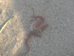 Ophiothrix spiculata image