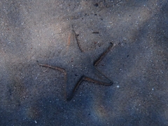 Astropecten jonstoni