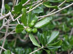 Planchonella costata