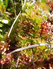 Sphagnum molle