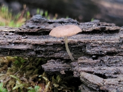 Pluteus seticeps