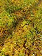 Sphagnum pulchrum