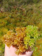 Sphagnum pulchrum