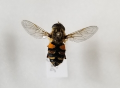 Helophilus neoaffinis