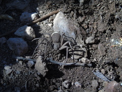 Sicarius thomisoides