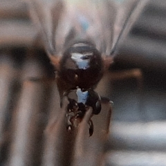 Lasius