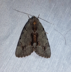 Catocala grynea