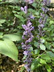 Liriope muscari
