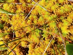 Sphagnum pulchrum