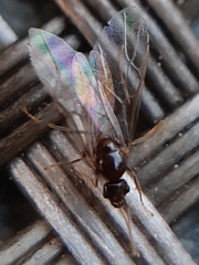 Lasius