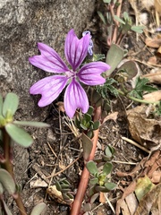 Malva sylvestris