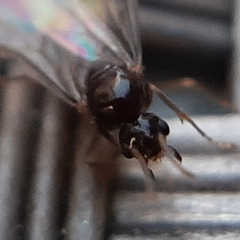 Lasius