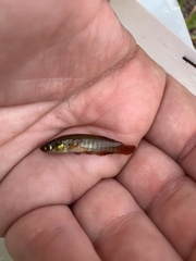 Fundulus rubrifrons
