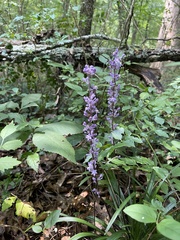 Liriope muscari