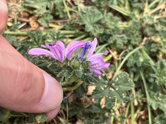 Malva sylvestris