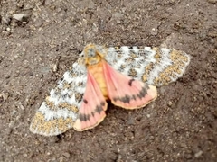 Carcinopyga lichenigera