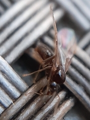 Lasius