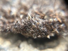 Syntrichia ruralis