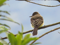 Myiarchus cephalotes