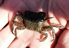 Hemigrapsus sanguineus