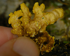 Pseudocyphellaria holarctica