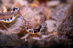 Prostheceraeus floridanus
