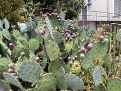 Opuntia orbiculata