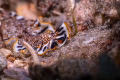 Prostheceraeus floridanus
