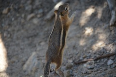 Callospermophilus lateralis lateralis